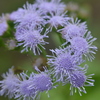 Ageratum Conyzoides? 2-2-25