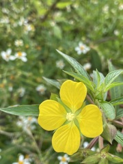 Mexican primrose-willow 9-14-22