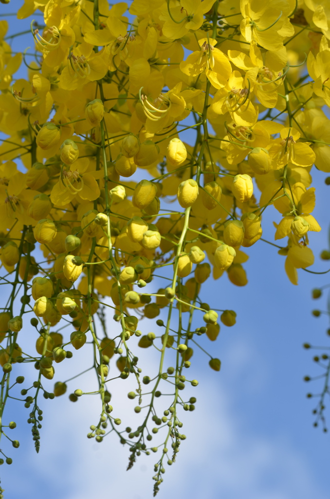 Golden Shower Tree IV 6-14-23