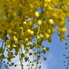 Golden Shower Tree IV 6-14-23