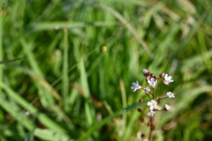 Water Pimpernel 3-20-25