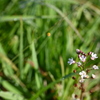 Water Pimpernel 3-20-25