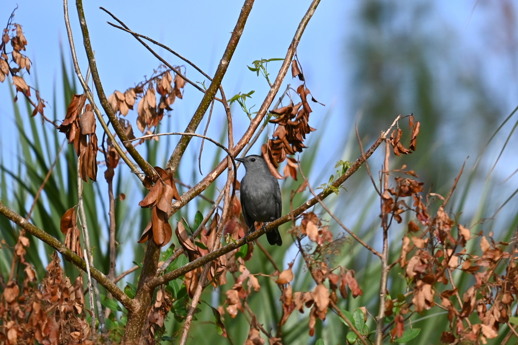 Gray Catbird I 10-27-24