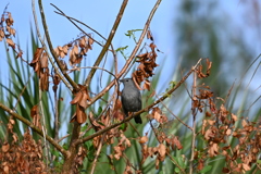 Gray Catbird I 10-27-24