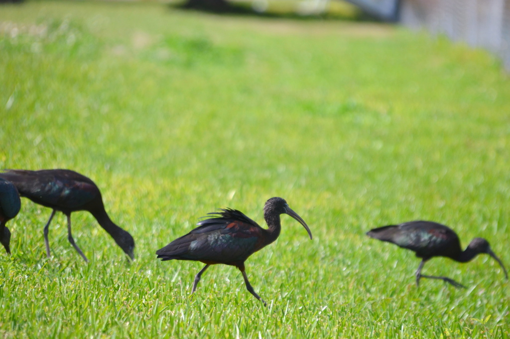 Glossy Ibises III 1-24-23