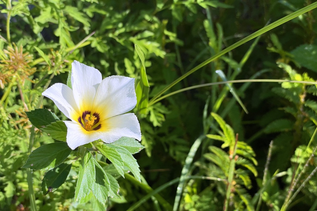 White Buttercup III 8-30-25