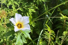 White Buttercup III 8-30-25