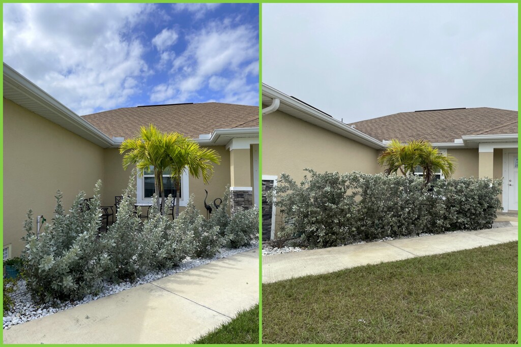 Growing Silver Buttonwood