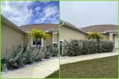 Growing Silver Buttonwood
