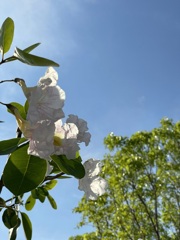 Tabebuia pallida No2-I 5-11-23