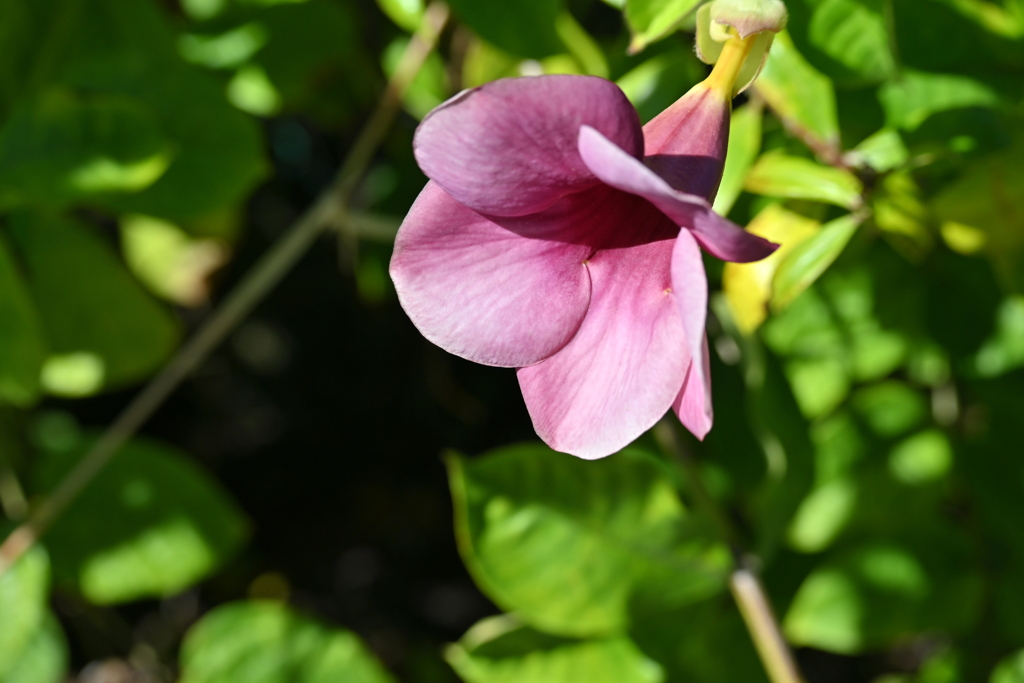 Cherry Allamanda 12-16-25