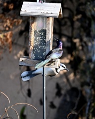 Common Grackle and Blue Jay 10-18-24