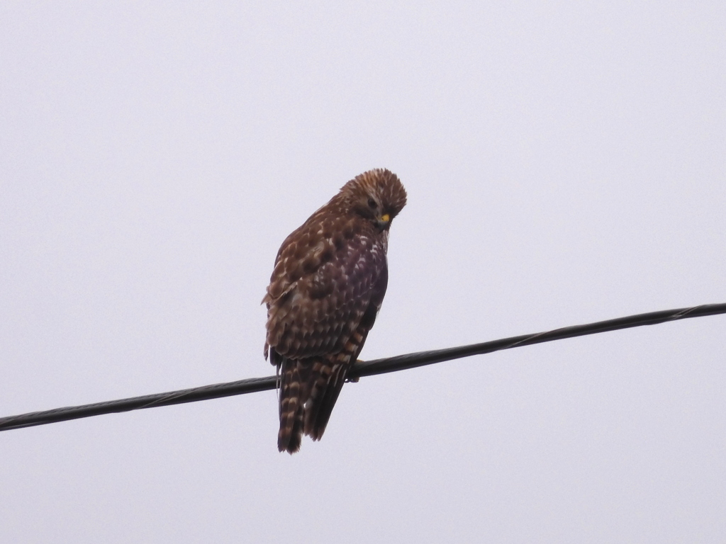 Red-shouldered Hawk I 12-22-22