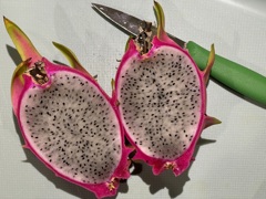 Dragonfruit 10-6-24