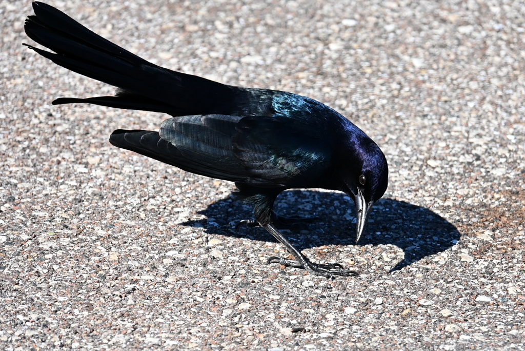 Quiscalus major  10-31-25