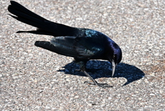 Quiscalus major  10-31-25