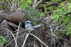 Florida Scrub Jay V 2-4-26