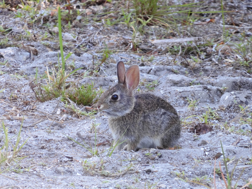 Eastern Cottontail No1 5-10-23