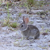 Eastern Cottontail No1 5-10-23