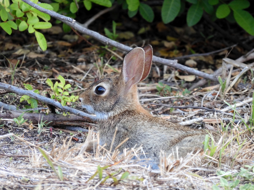 Eastern Cottontail IV 7-16-23