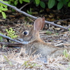 Eastern Cottontail IV 7-16-23