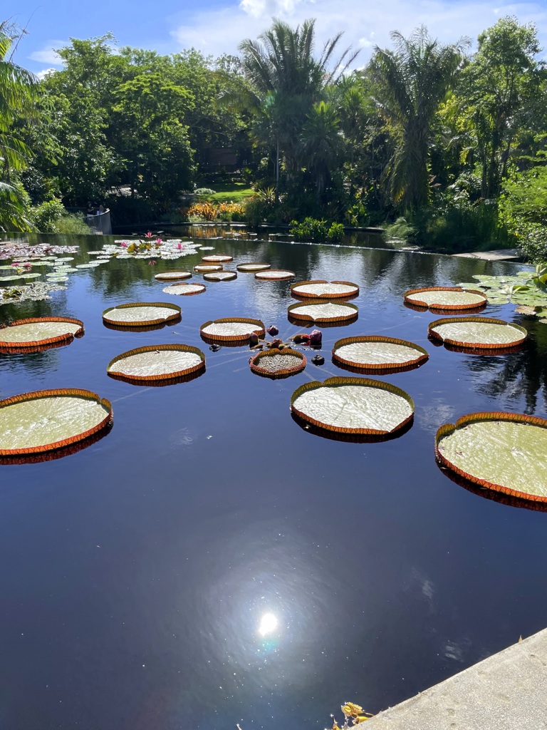 Victoria amazonica III 7-17-25