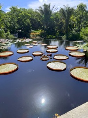 Victoria amazonica III 7-17-25