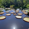 Victoria amazonica III 7-17-25