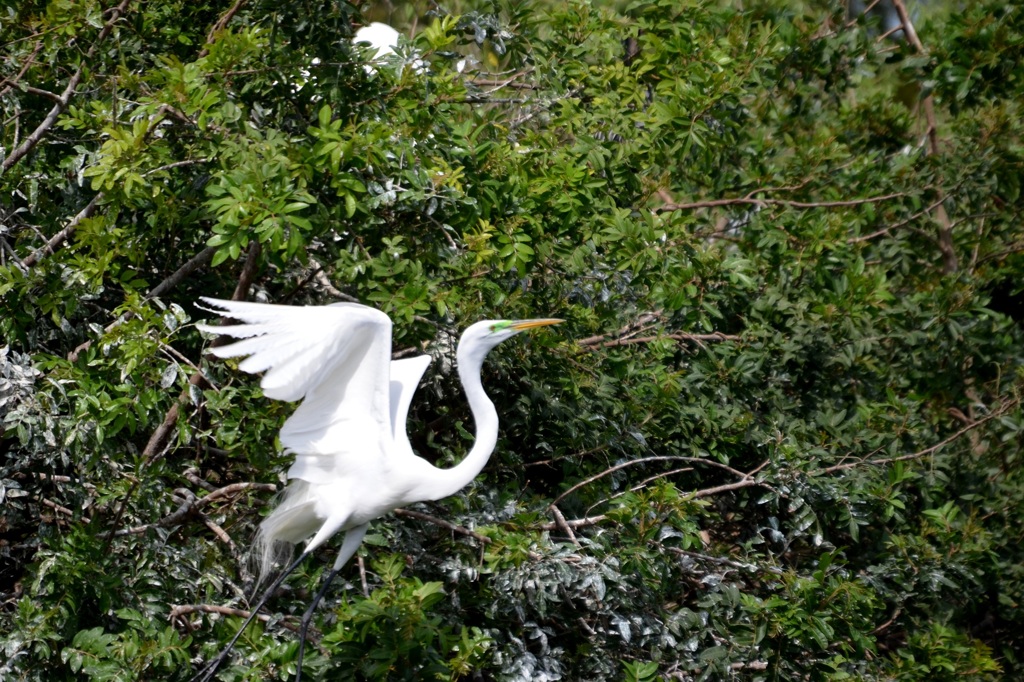 Great Egret Taking Off 3-5-025