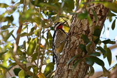 Yellow-bellied Sapsucker IV 2-4-25