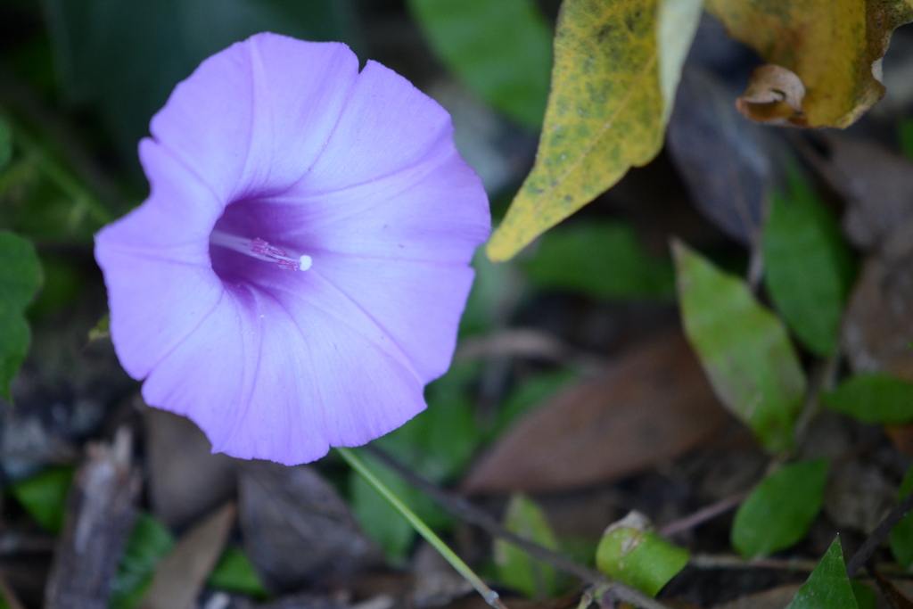 Tievine_Purple II 10-15-25