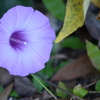 Tievine_Purple II 10-15-25