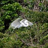 Great Egret Landing 3-5-24