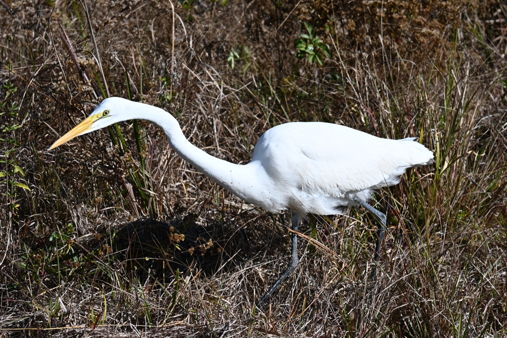 ご飯探し　1-20-26