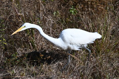 ご飯探し　1-20-26