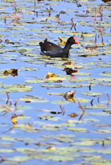 Common Gallinule II 2-4-25