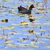Common Gallinule II 2-4-25