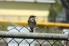 Loggerhead Shrike II 4-27-23