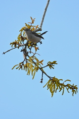 Blue-Gray Gnatcatcher I 2-26-26