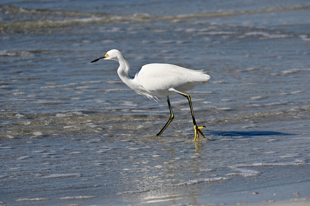 Snowy Egret I 11-26-24