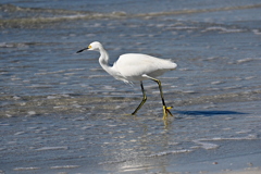 Snowy Egret I 11-26-24