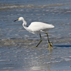 Snowy Egret I 11-26-24