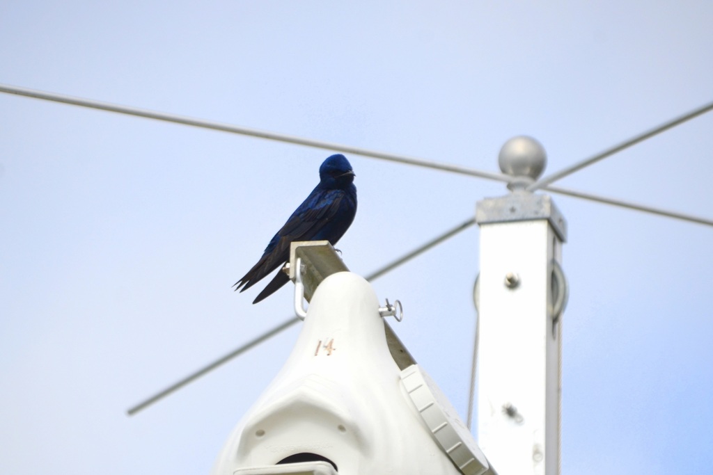 Male Purple Martin IV 1-24-23