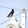 Male Purple Martin IV 1-24-23