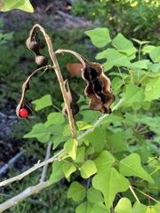 Erythrina herbacea 6-25-25
