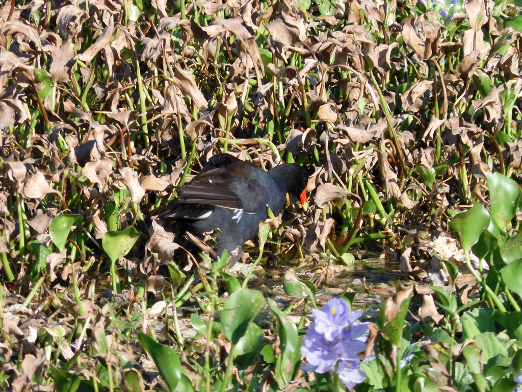 Common Gallinule with Water Hyacinth 6-2