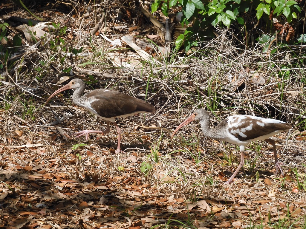 Juvenile White Ibises 10-24-23