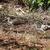 Juvenile White Ibises 10-24-23