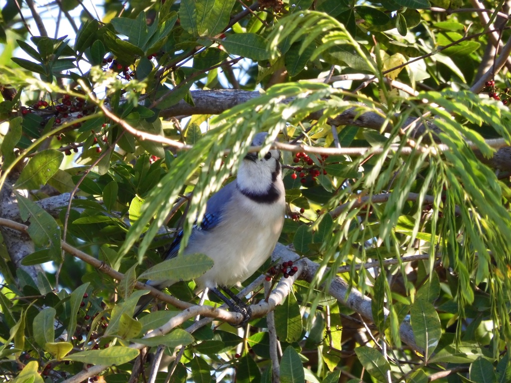 Hiding Blue Jay 2-21-24