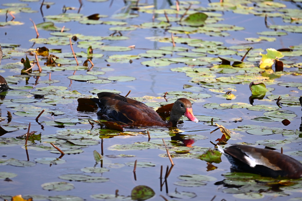 Black-bellied Whistling-Ducks 2-4-25